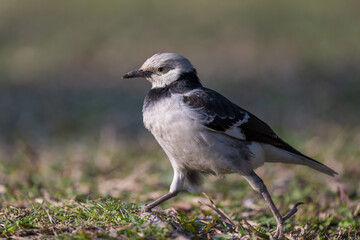 A black-collared starling walking on the grass. Blurred background.