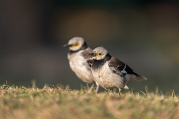 Two Black-collared starlings are looking towards the same direction.