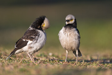 Two Black-collared starlings are fighting against each other.