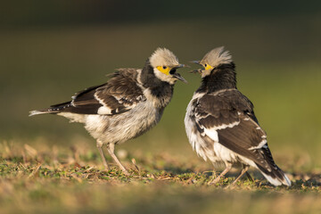Two Black-collared starlings are fighting against each other.