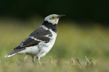 A Black-collared starling stands in the grass. Blurred natural background.