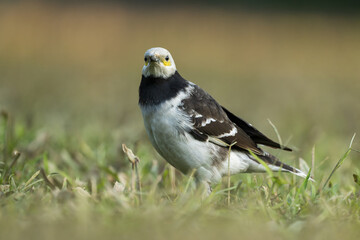 A black-collared starling looking at the camera on the grass. Blurred background.