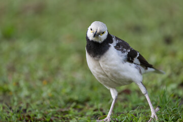 A black-collared starling looking at the camera on the grass. Blurred background.