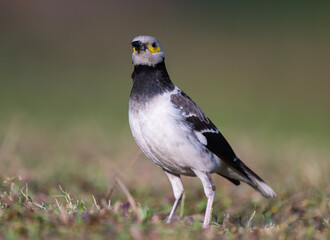 A Black-collared starling stands in the grass. Blurred natural background.