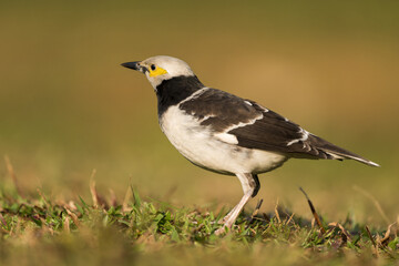 A Black-collared starling stands in the grass. Blurred natural background.