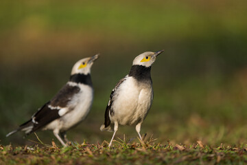 Two Black-collared starlings are looking towards the same direction.
