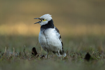 A black-collared starling singing on the grass. Blurred background.