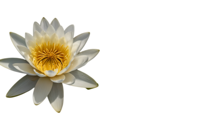 A water lily isolated on a white background. The water lily has white petals and a yellow center with copy space.