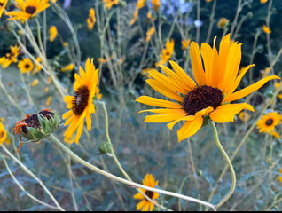 sunflowers in a field