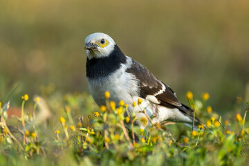 A Black-collared starling stands in the grass. Blurred natural background.