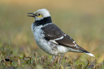 A black-collared starling singing on the grass. Blurred background.
