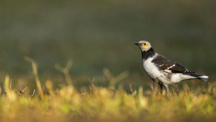 A Black-collared starling stands in the grass. Blurred natural background.
