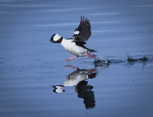 A Bufflehead Duck coming in for a landing while skipping along the surface of the water.