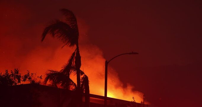 Santa Ana wind blown flames and smoke from the Eaton Fire billow behind palm trees in Altadena, California, USA.