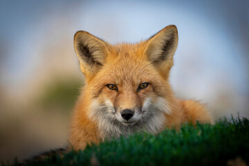 A Red Fox on a fall day in the grass