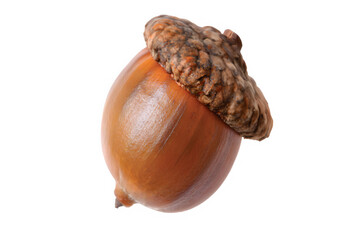 acorns isolated