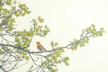 Obraz premium European robin perched on a tree branch with green leaves in spring, showcasing orange and red plumage, sharp focus, and natural lighting.