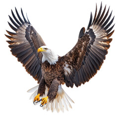Obraz premium Majestic Bald Eagle in Flight: A Symbol of Freedom and Power