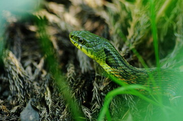 ヤマカガシの頭部