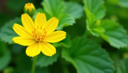 Close-up of yellow flower and green zucchini leaves in a garden, yellow, foliage