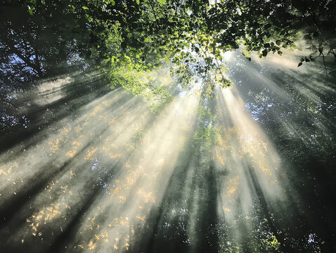 A glowing visualization of energy transfer in transpiration, radiant sunlight and shimmering water vapor creating dynamic movement