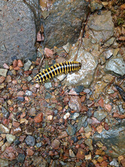 Centipede on Rocks