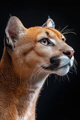 Obraz premium Portrait of a beautiful puma on a black background. Studio shot.