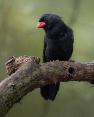 Saltator fuliginosus
