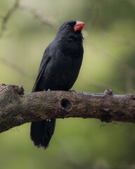 Saltator fuliginosus