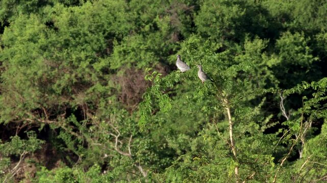 Perched Tropical Picazuro Pigeons in jungle rainforest