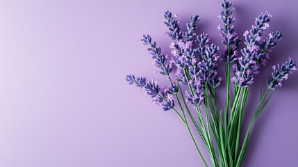 Naklejka premium Lavender bouquet on purple background, floral design, calm, relaxation, wellness
