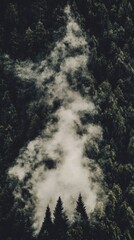 Misty Forest  Smoke  Trees  Nature  Black and White  Aerial View  Coniferous  Woods  Everg