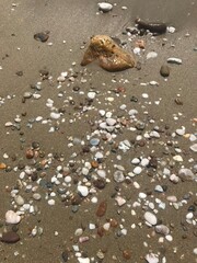 beach, sand, sea, stone, shell, nature, texture, coast, water, shells, pebble, ocean, stones, shore, travel, rock, vacation, seashell