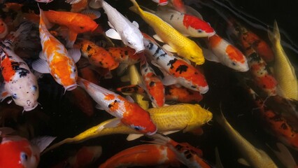 Top view of colorful koi fish or Japanese koi carp swimming in the lake.