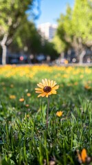 Obraz premium Single Yellow Flower in Spring Meadow Urban Park Nature