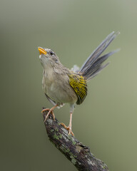 Emberizoides herbicola