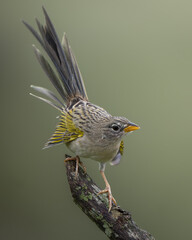 Emberizoides herbicola