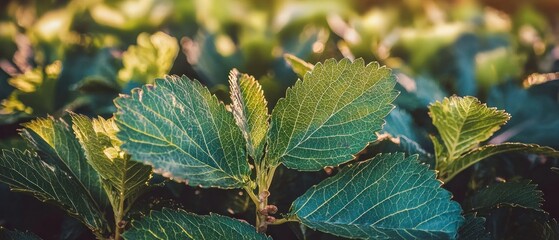 Lush Green Leaf Texture  Summer Nature Background  Close Up Botany Photography