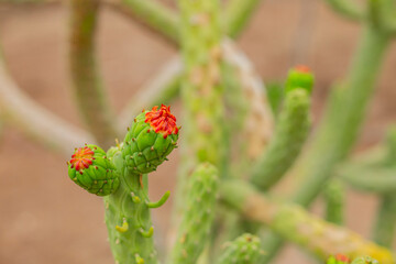 red and yellow flower