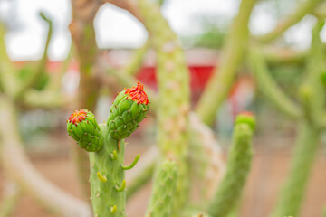 fruto del cactus en primer plano