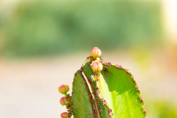 Close-up of cactus fruits
