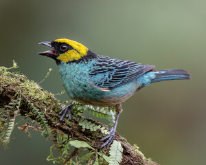 Tangara xanthocephala