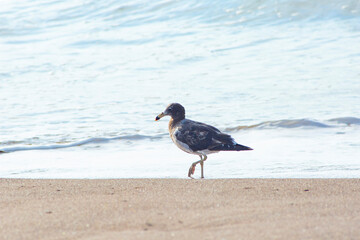 Peruvian seagull on Chinchorro beach, Arica city