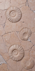 Fossilized ammonites embedded in a stone surface, showcasing natural history.