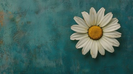 Stunning Close-Up of a Beautiful White Daisy Flower on Vibrant Blue-Green Background, High-Definition Photography with Intricate Details, Nature's Elegance and Botanical Beauty