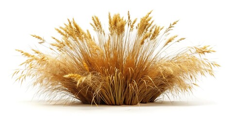 Dry Grass Field Isolated, Clipping Path, High-Resolution Stock Photo