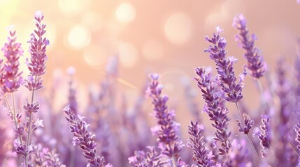 Naklejka premium A serene lavender field with soft bokeh in the background, evoking tranquility and beauty.