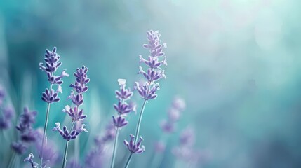 Naklejka premium A serene close-up of lavender flowers against a soft, dreamy background.