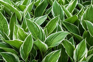 Fototapeta premium Lush Green Hosta Leaves with White Variegation Garden Plant Texture Background