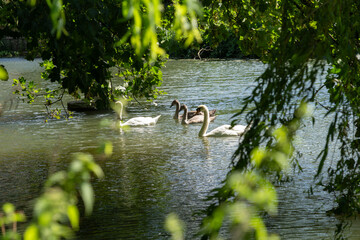 White mute swan on Avon River under shade of willow tree foliage © Brian Scantlebury